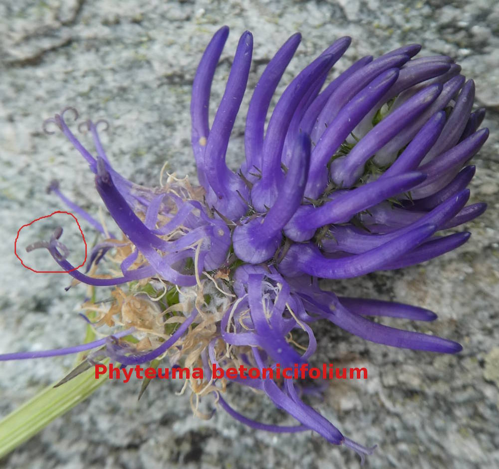 Quale Phyteuma (scorzonerifolium, nigrum,..)?  Phyteuma ovatum